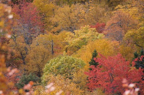 fall colours - Aspy Valley